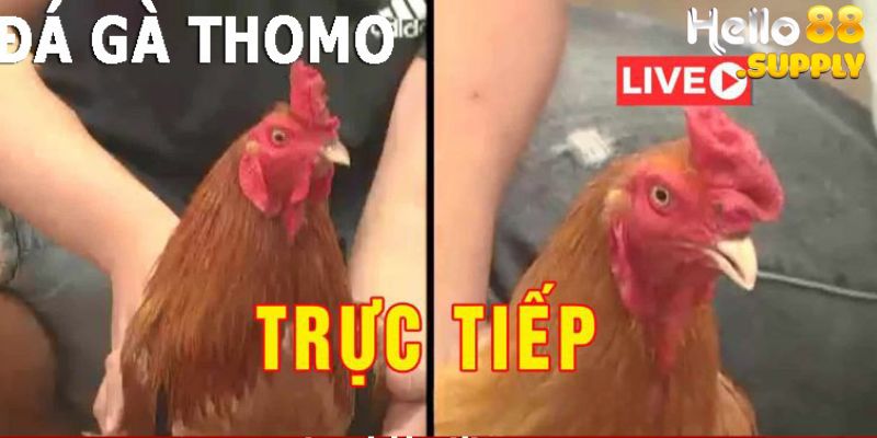 Sơ bộ về đá gà Thomo trực tuyến