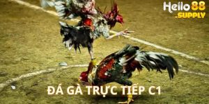 trực tiếp đá gà c1